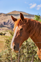 Fototapeta na wymiar Horse portrait in countryside fence
