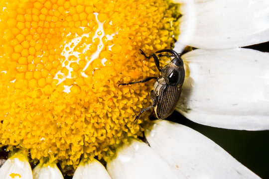 Weevil on Flower