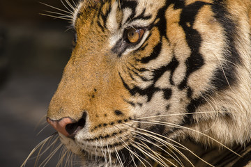 Close-up detail portrait of tiger. Thailand