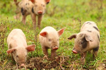 Cute little piglets  © Simun Ascic