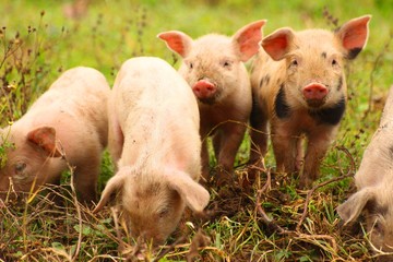 Funny piglets © Simun Ascic