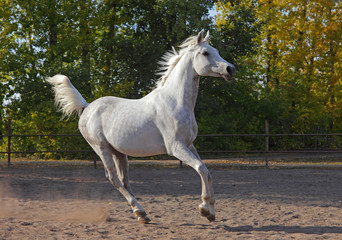 Obraz na płótnie Canvas Shagya Arabian horse - running on meadow 
