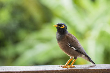 Portrait hill mynah, Gracula religiosa bird, the most intelligent birds in the world.