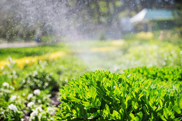 beautiful landscape with automatic sprinkler spraying watering the lawn in the home garden with a rainbow in water drops