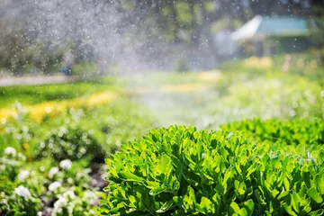 Foto op Plexiglas beautiful landscape with automatic sprinkler spraying watering the lawn in the home garden with a rainbow in water drops © izikmd