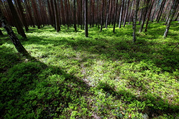 Las pełen jagodników - krzaki jagód