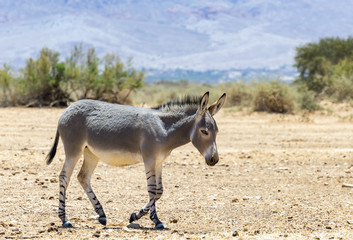 Somali wild donkey (Equus africanus). This species is extremely rare both in nature and in captivity. Nowadays it inhabits nature reserve near Eilat, Israel