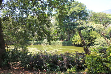 Fototapeta premium Bosque con lago