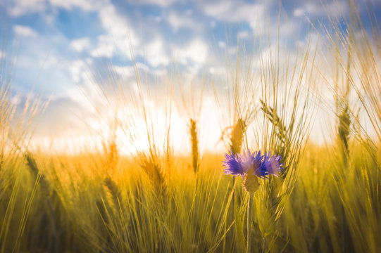 Blue flower against a wheat field background