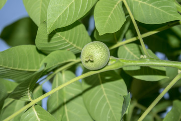 Green walnut fruits in nature