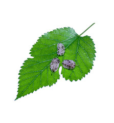 Mulberry leaves on a white background