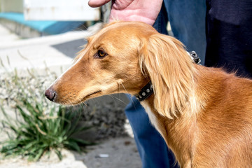 Red-haired hound dog