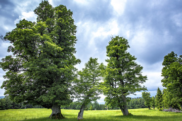 Schachten, alte Bergweiden im Bayerischen Wald