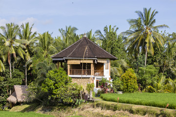 Fototapeta premium Tropical house with a tiled roof among rice fields. Island Bali, Ubud, Indonesia