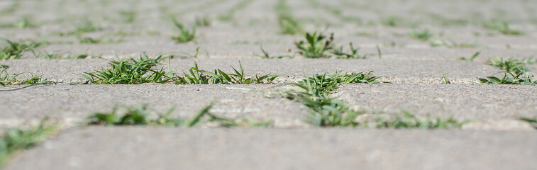 Green grass through the paving slab
