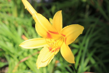 Obraz premium Jardín con flores amarillas