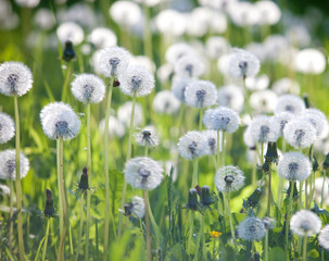 Field of Blooming Dandelions © courtyardpix