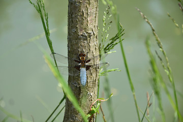 Blue Dragonfly on the tree trunk of a willow near the pond - Odonata.