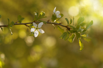 Branch of a blossoming peach with sun light and beautiful backgrounds.Gentle colors,Selective focus.