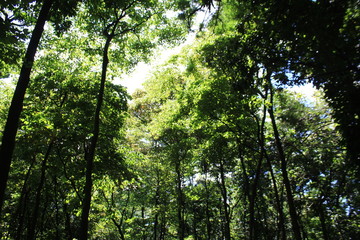 Bosque con firmamento azul