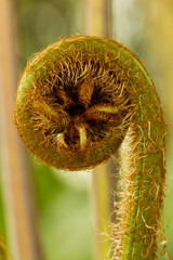 Young shoot of fern close up