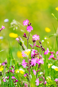 Fototapeta Fiori di prato - Sweet William