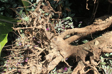 Raíz de árbol