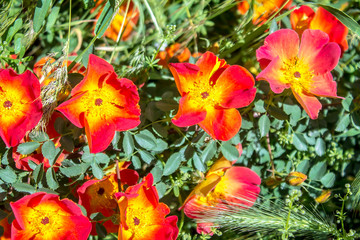 Briar flowers