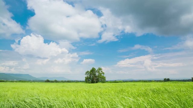 Timelapse 4k Video Clip of Windy Green grass Field Meadow, White Cloud, Blue Sky in Pak Chong District, Nakhon Ratchasima province, Thailand.