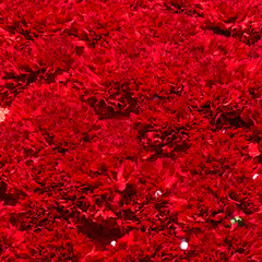 Bouquet of red flowers carnation