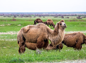 Camels in nature