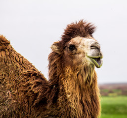 Camels in nature