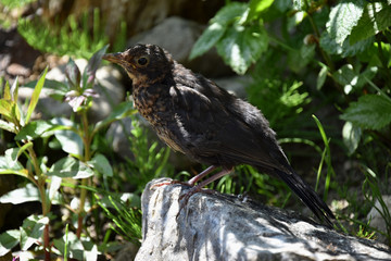 Female Blackbird - Turdus merula, A bird on the stone, the sun rays between the plants.