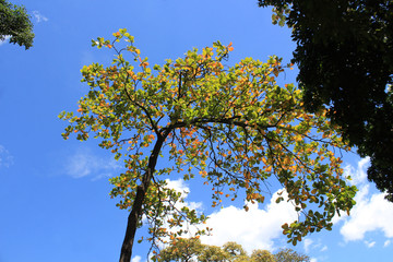 Follaje con firmamento azul