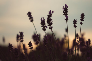 Close-up shot of lavender in sunset 