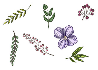 Realistic flowers and leaves hand drawn. Colorful vintage style illustration.