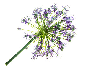 Onion flower on white background