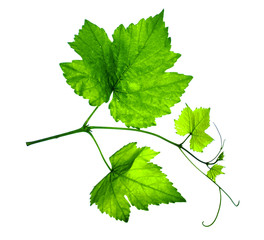 Leaves of grapes on a white background