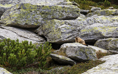 Marmot sitting on rock in mountain