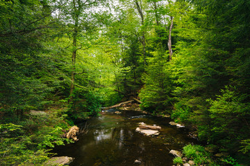 Fototapeta na wymiar A creek in a lush forest, at Ricketts Glen State Park, Pennsylvania.