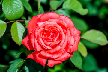 Roses on the flowerbed