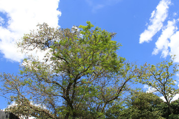 Follaje sobre firmamento azul