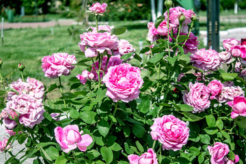 Fototapeta premium Roses on the flowerbed