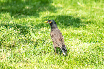 Black starling on the green grass