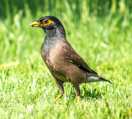 Black starling on the green grass