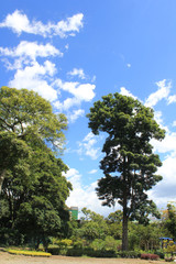 Follaje con firmamento azul