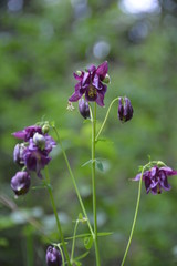 Akelei - Aquilegia atrata 