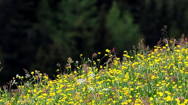 fiori delle alpi con brezza primaverile