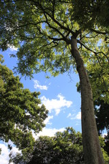 Follaje con firmamento azul