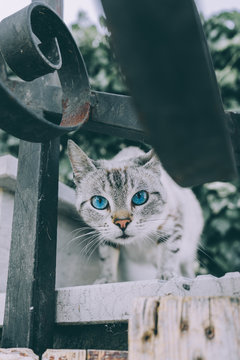 Blaue Augen